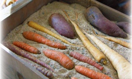 Cellaring Root Vegetables