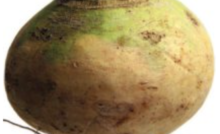 Seeds of Success : The Macomber Turnip
