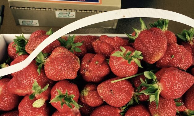 Spring Rain Farm: Pick-Your-Own Strawberries in Taunton