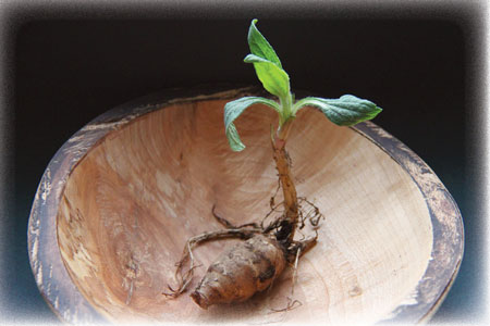 Sunchoke sprout