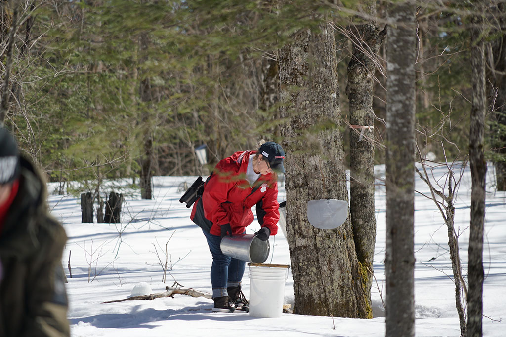 Linda Davey Collecting Maple Syruo