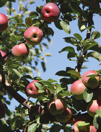 How Do You Like Them Apples? CN Smith Farm, East Bridgewater