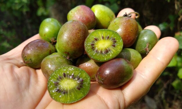 Backyard Kiwi Berries : Northern Fruits with Tropical Appeal