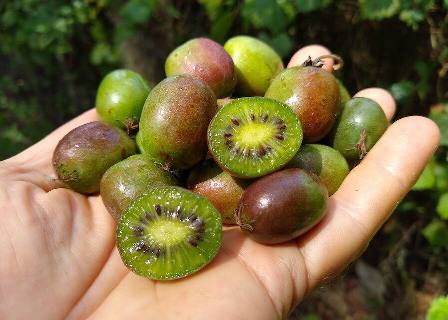 Backyard Kiwi Berries : Northern Fruits with Tropical Appeal