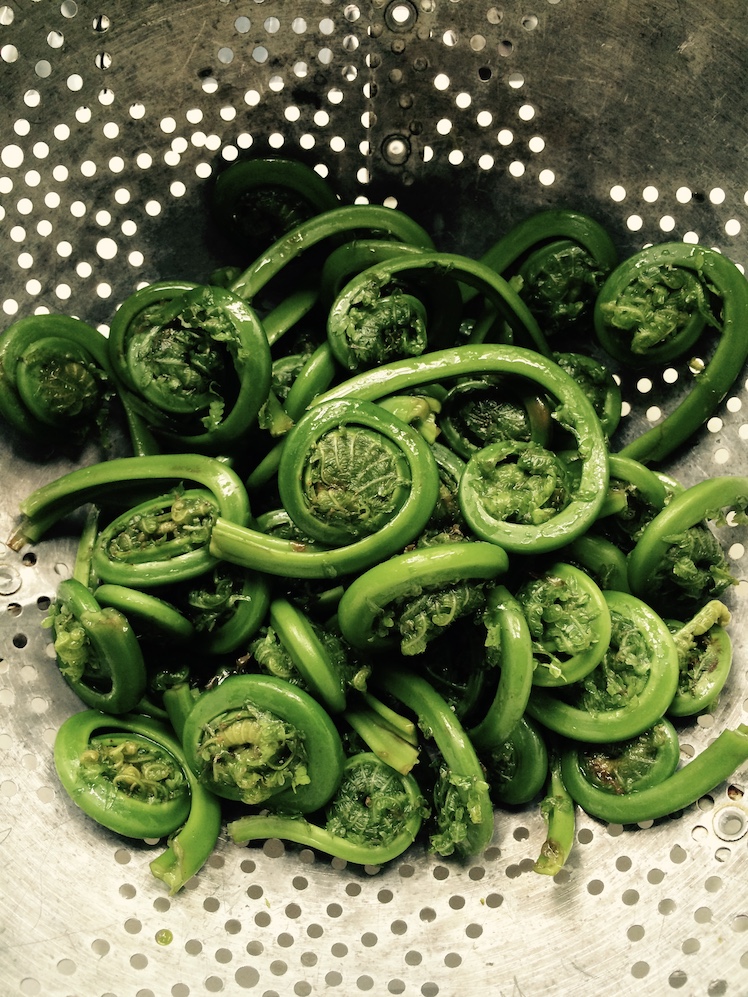Ostrich Fern Fiddleheads, rinsed in colander, and ready to cook. 