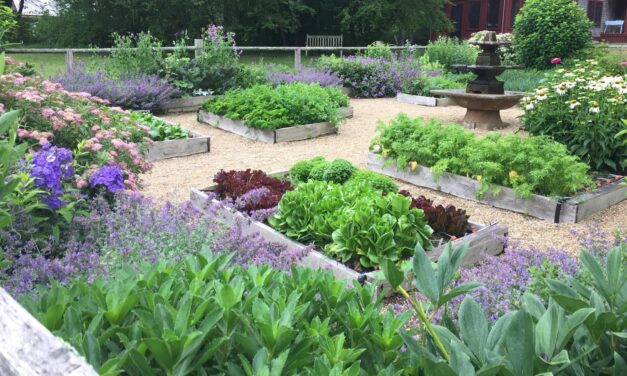 Lawn to Lettuce: transform your lawn into a mixed-use vegetable garden