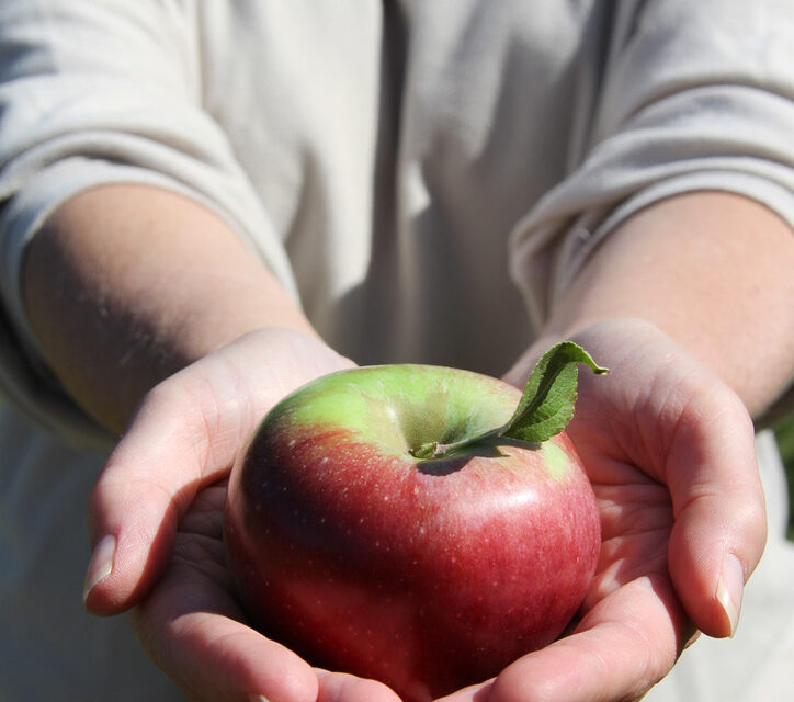 Fall Fun on the Farm: Apple and Pumpkin Picking, Corn Mazes, Festivals in SE MA