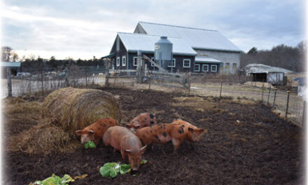 PARADOX ACRES – 100% grass-fed beef and pasture-raised pork in Dartmouth MA