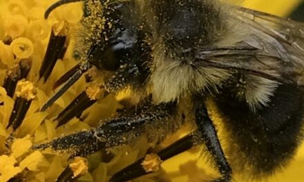 Get a Buzz on at Bee School