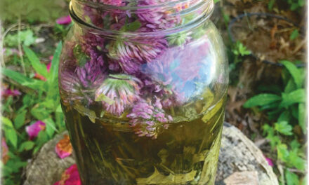 Herbalism Through the Seasons: Spring! Foraging for Medicinal Plants and Herbs