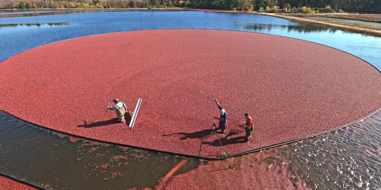 Cranberry Industry Forecasts 2022 Crop