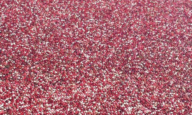 Ingredient 101: The Cranberry