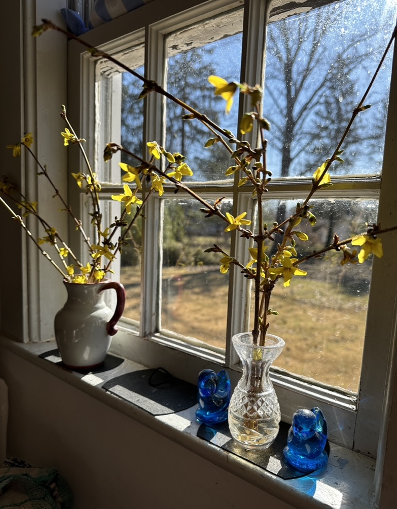 Cut flowering branches for forcing indoors. 