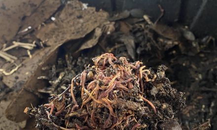 A Guide to VermiComposting: create your own low-cost, high-return, natural fertilizer