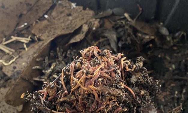 A Guide to VermiComposting: create your own low-cost, high-return, natural fertilizer