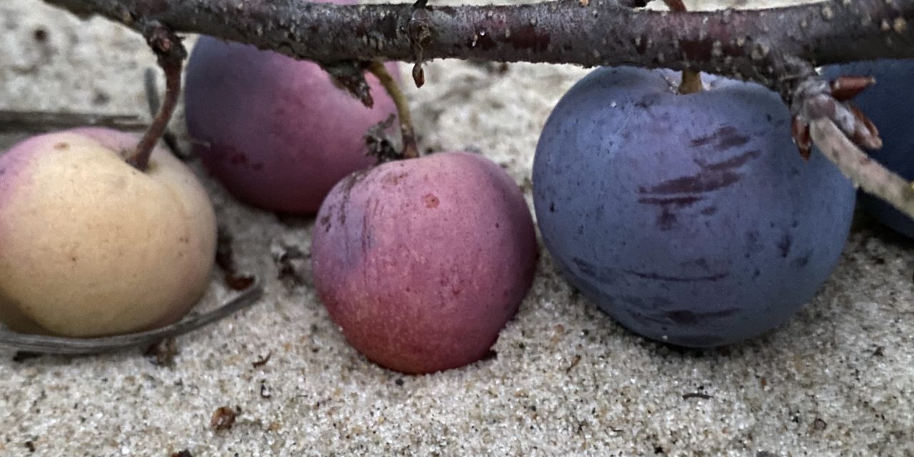 The Plum Hunter in Search of the Elusive Beach Plum