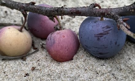 The Plum Hunter in Search of the Elusive Beach Plum