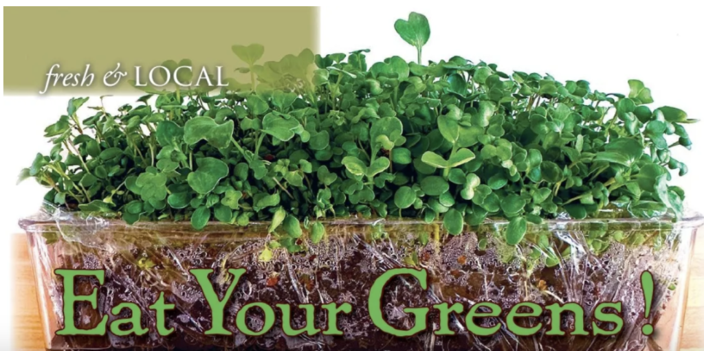 Microgreens are an easy countertop crop to grow