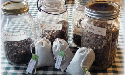 Local Provisions: Nilsa’s Herbal Tea, Dartmouth