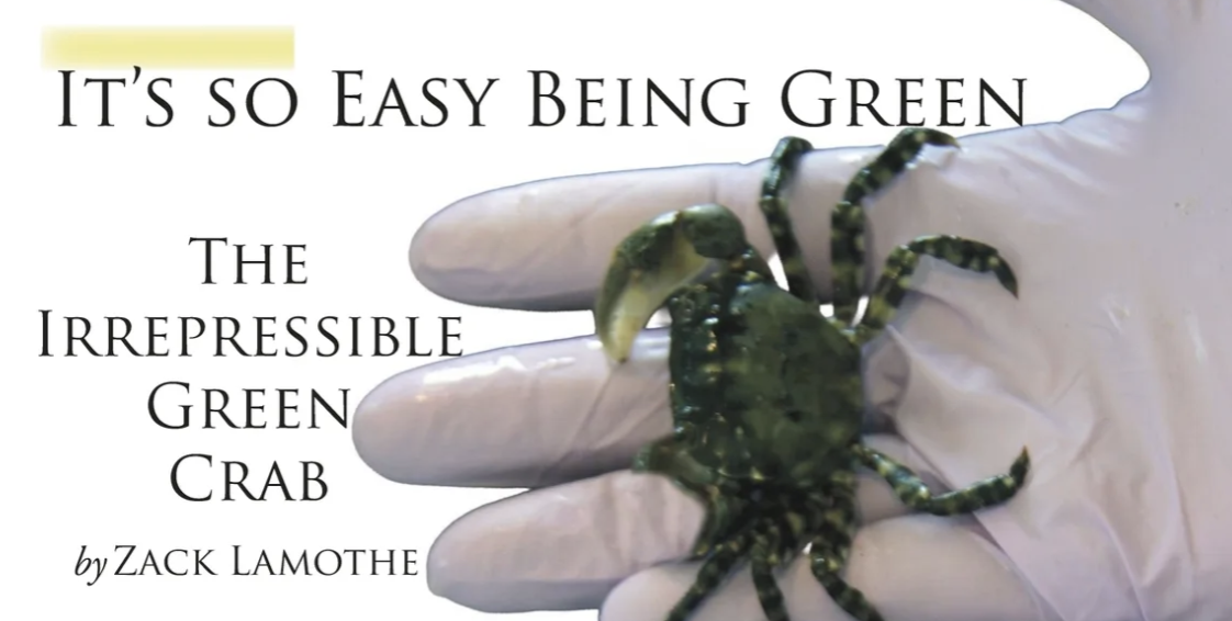 From Nuisance to Opportunity: Rethinking the Green Crab in New England