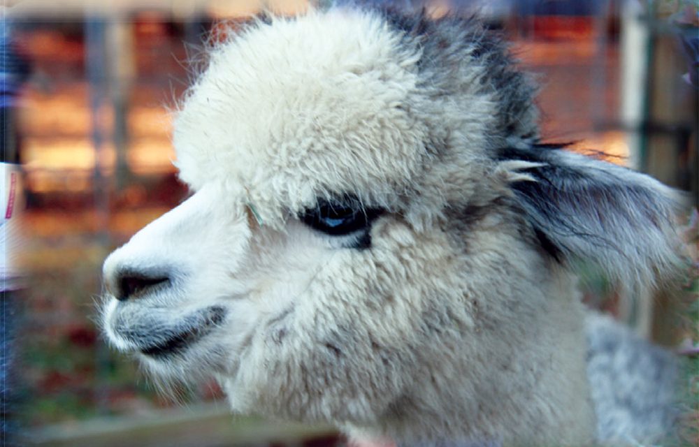 Moonlight Rose Alpaca Farm