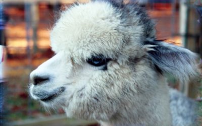 Moonlight Rose Alpaca Farm