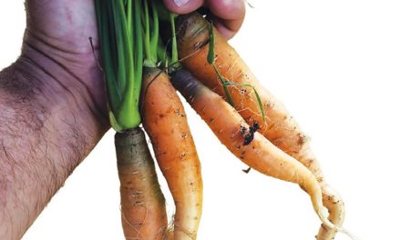 Why Local Food Tastes Better: From Healthy Soil to Your Plate