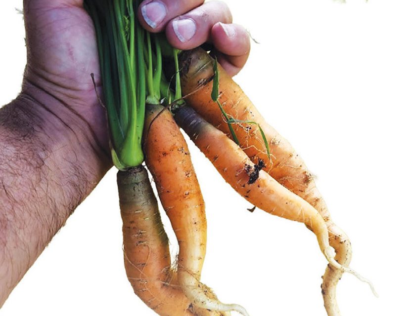 Why Local Food Tastes Better: From Healthy Soil to Your Plate