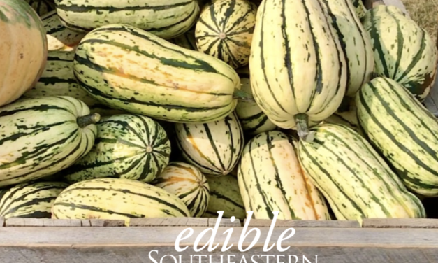What’s In Season: Delicata Squash