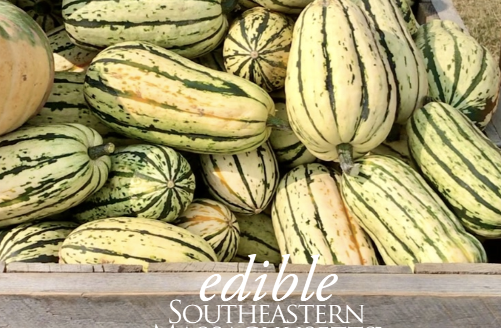 What’s In Season: Delicata Squash