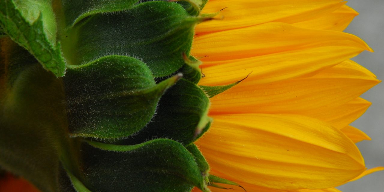 Not Just Another Pretty Face – how sunflowers help clean the soil